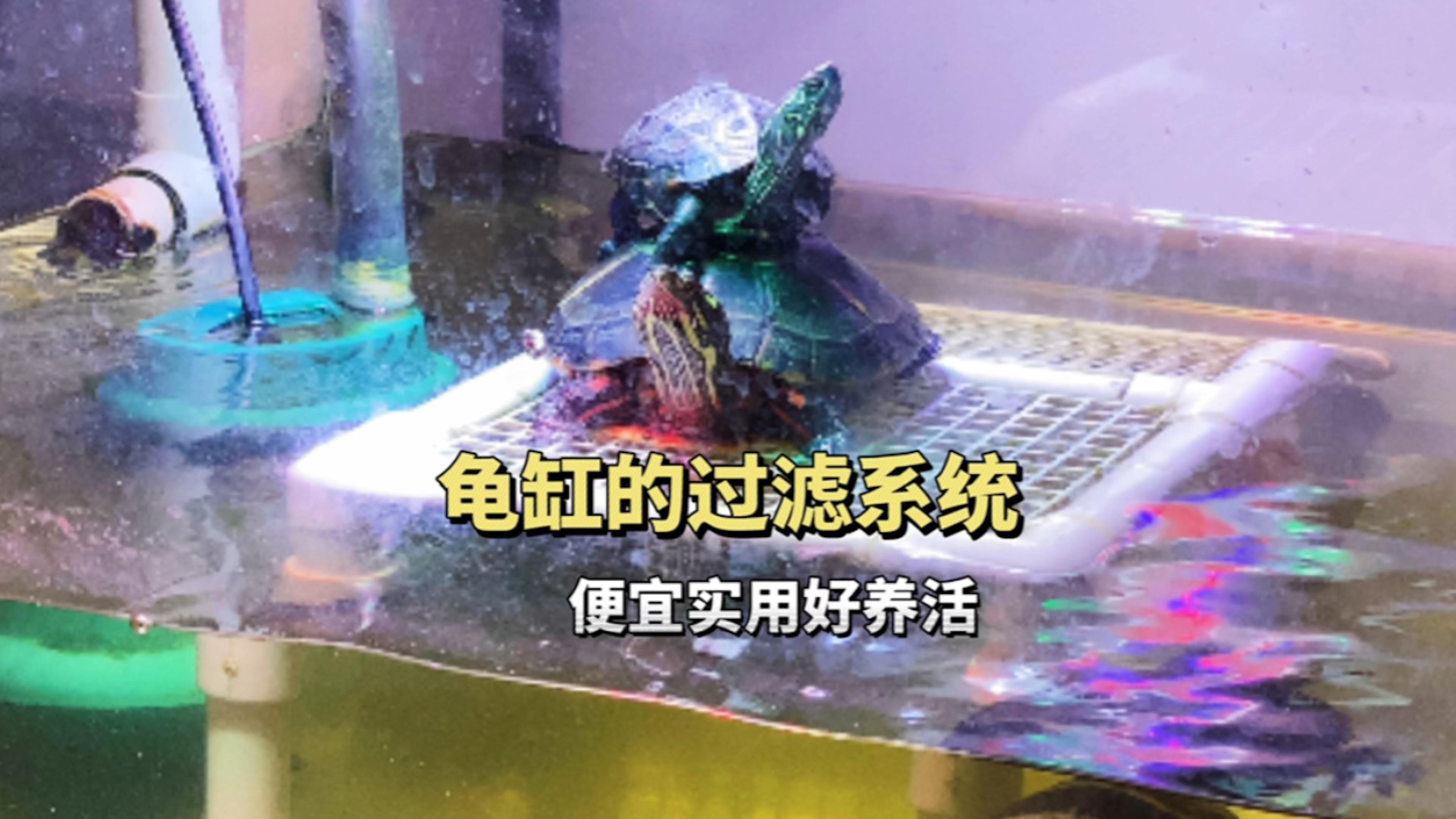 乌龟缸的过滤系统分享,便宜实用养得活