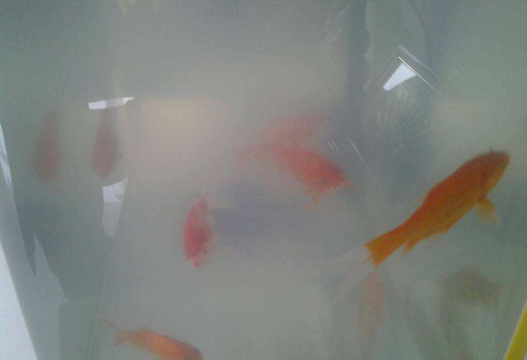 鱼缸水发白浑浊的原因,要怎么解决