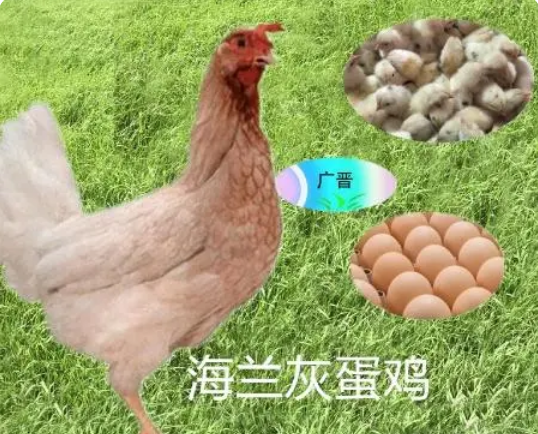 粉壳蛋鸡品种有哪些