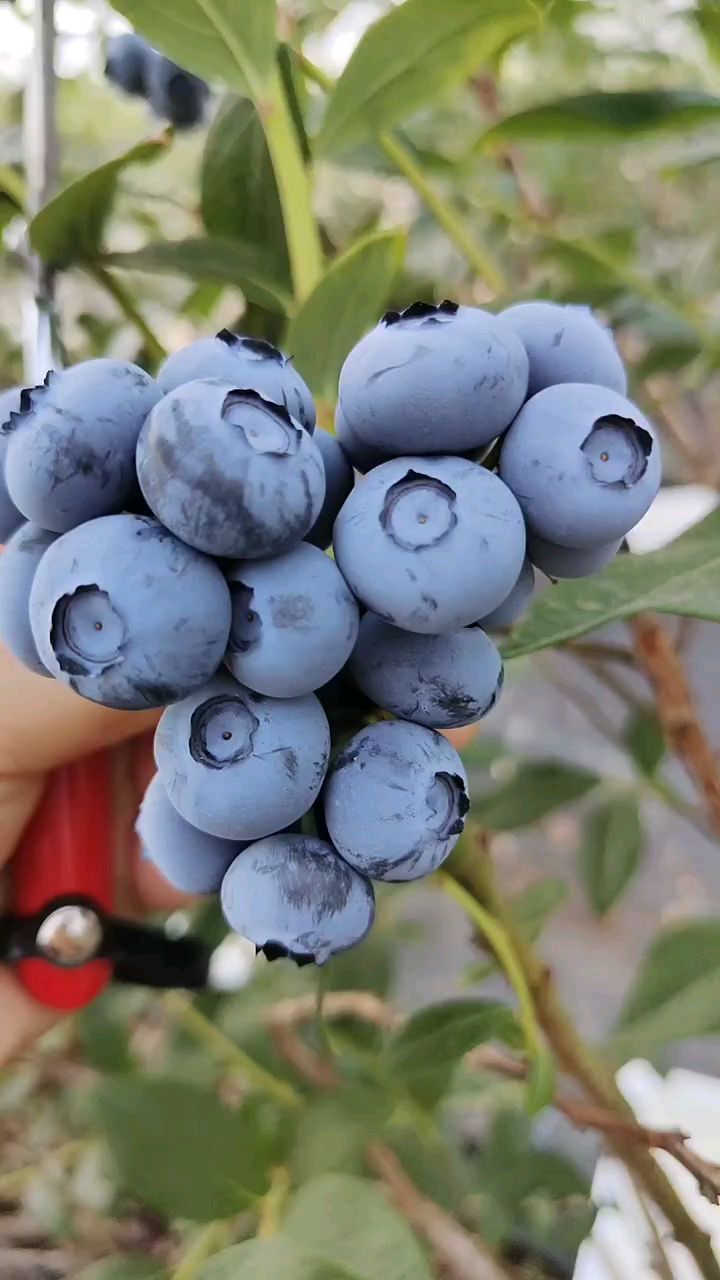 智力杜克蓝莓苗非常适合剪串的的耐寒蓝莓苗品种-度小视