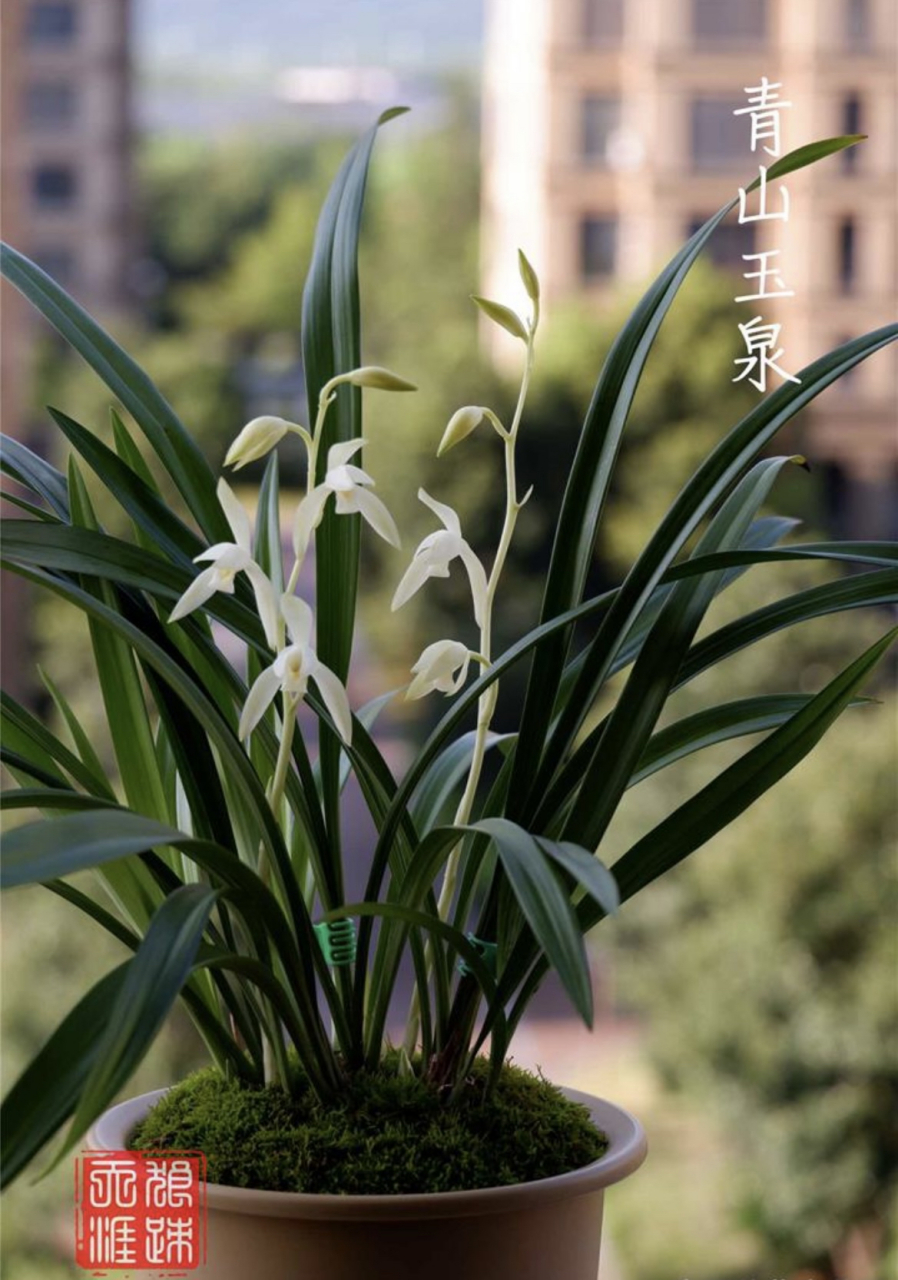 盛夏时节,建兰青山玉泉正迎来了她的花朵盛开期,散发出令人陶醉的清幽