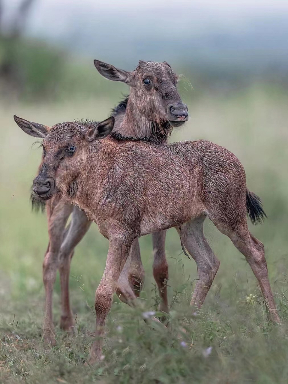 两只角马幼崽玩耍!