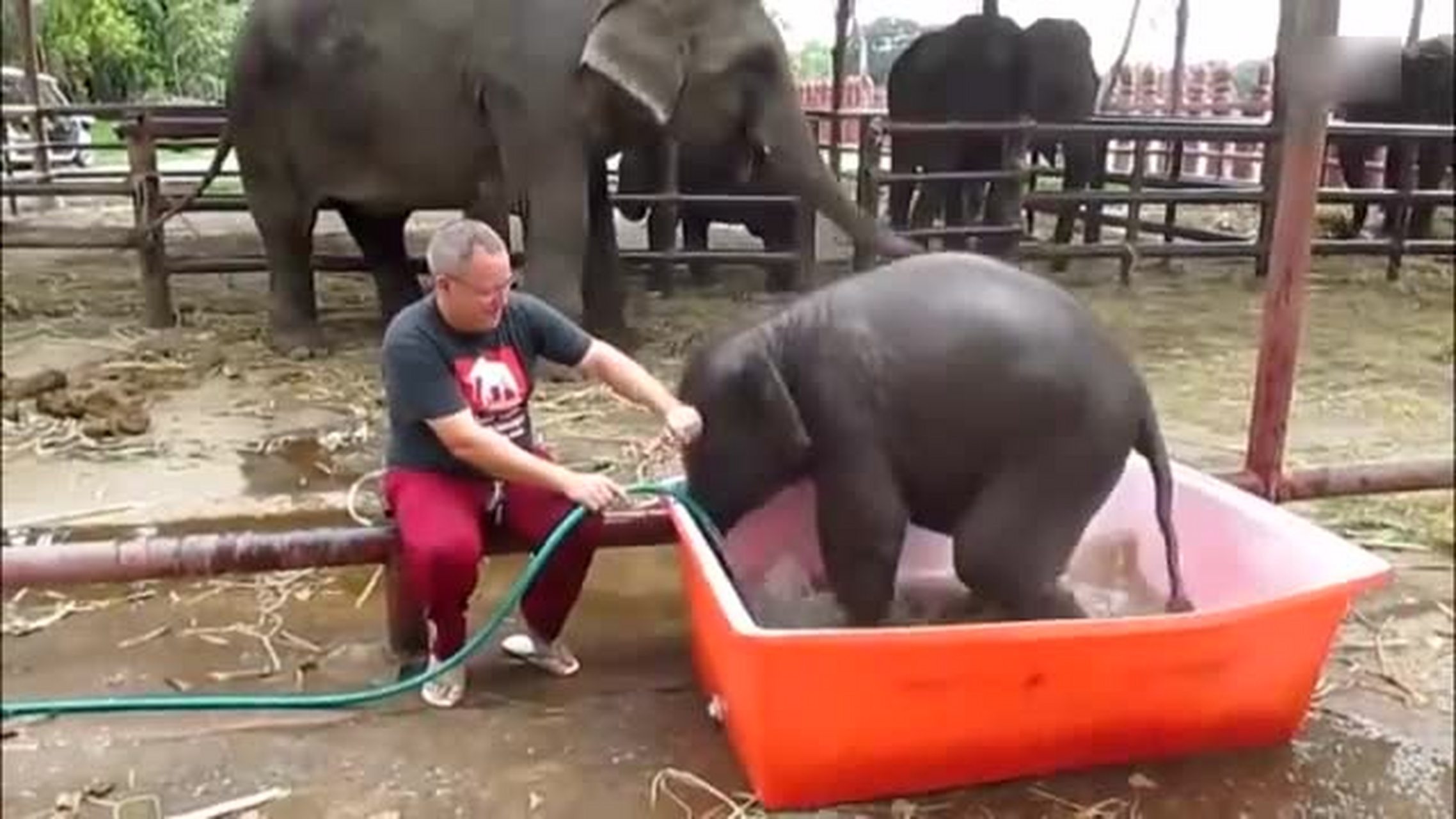 国外新兴职业,给大象修脚月入十万,为何很多人不愿意干?