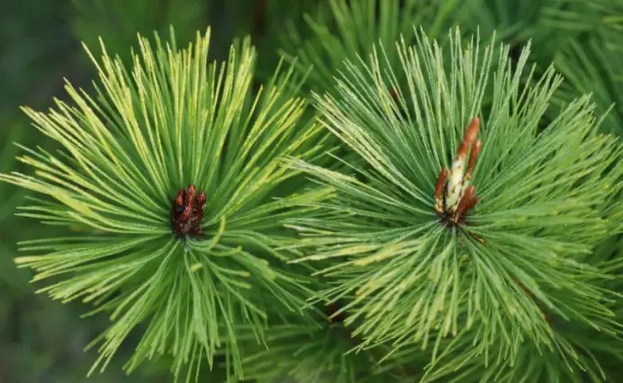 他们说松针熬水洗头可以治疗脱发,是真的吗?