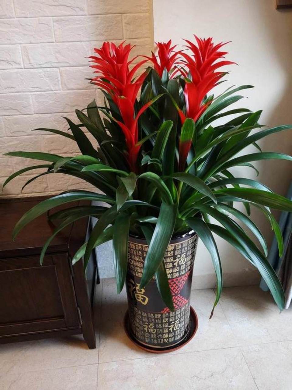 ☯#李理谦# 家居风水之客厅摆放什么绿植好? 在客厅之中摆放各种各
