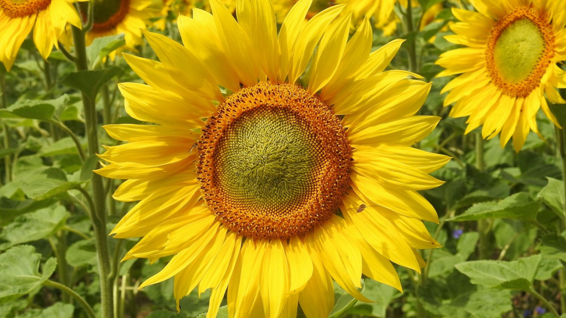 含苞待放的你和盛开的向日葵