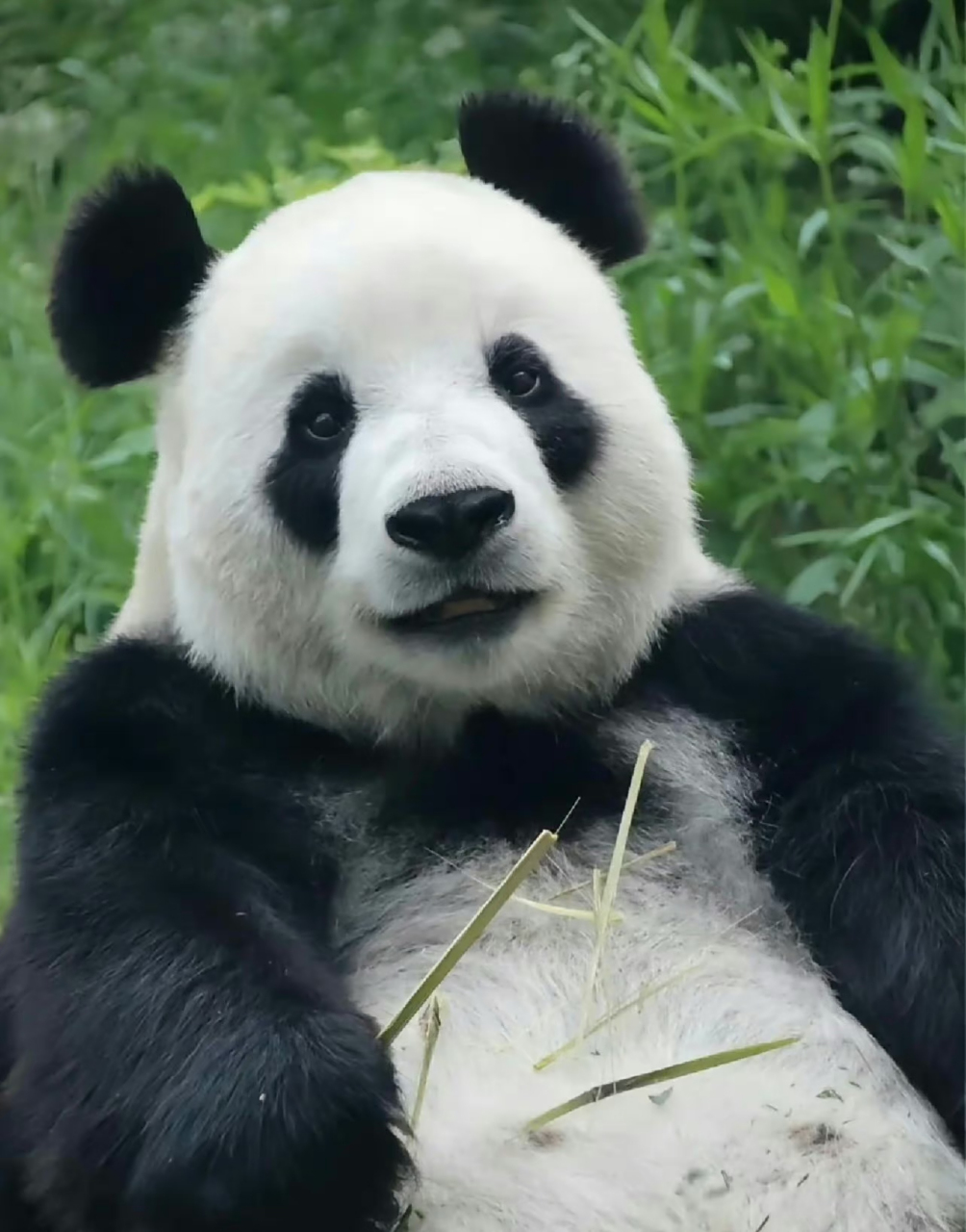 笑得最甜,长得最萌的大熊猫飞云今天13岁啦,祝飞云生日快乐,每天都有