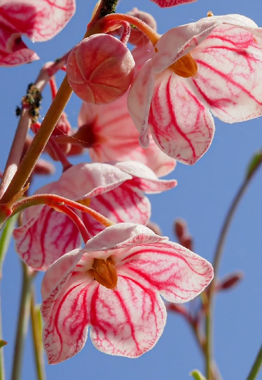 白麻 apocynum pictum夹竹桃科 罗布麻属 .