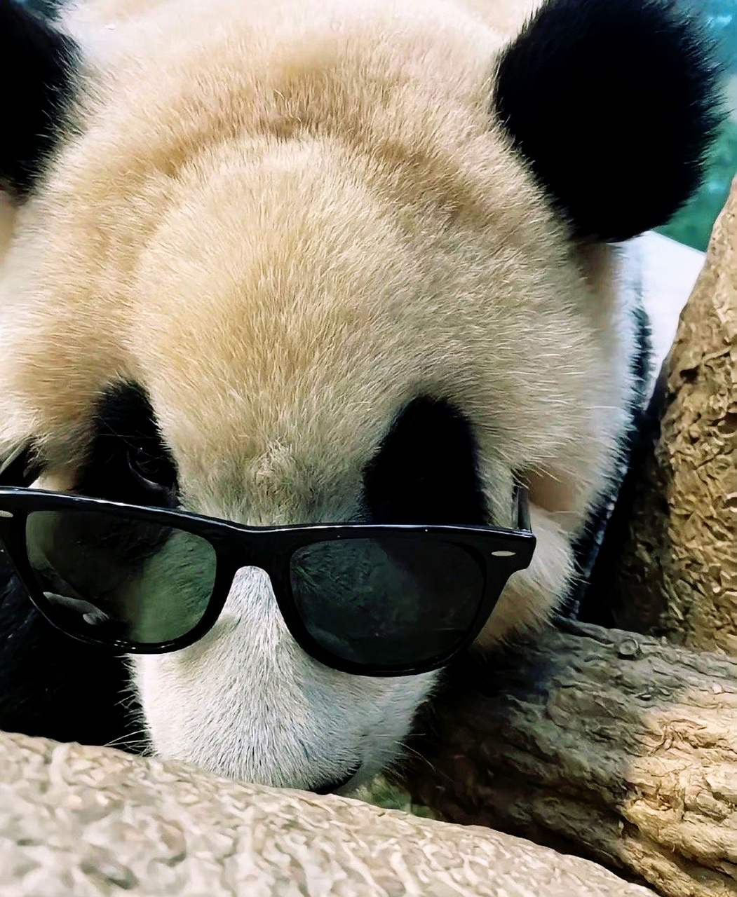 大熊猫# 大熊猫福宝:听宋侍卫说,我的两位小妹都已经带上墨镜,穿上毛