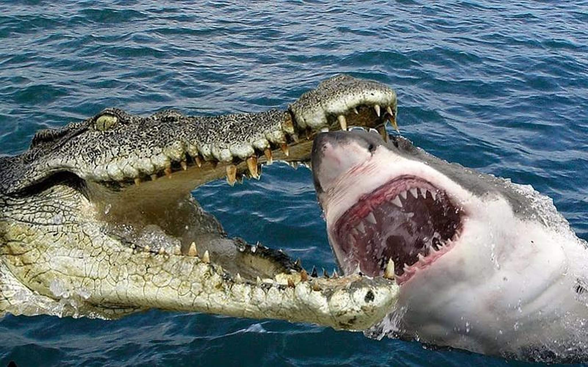 如果鲨鱼遇到鳄鱼,很好奇,谁更厉害?