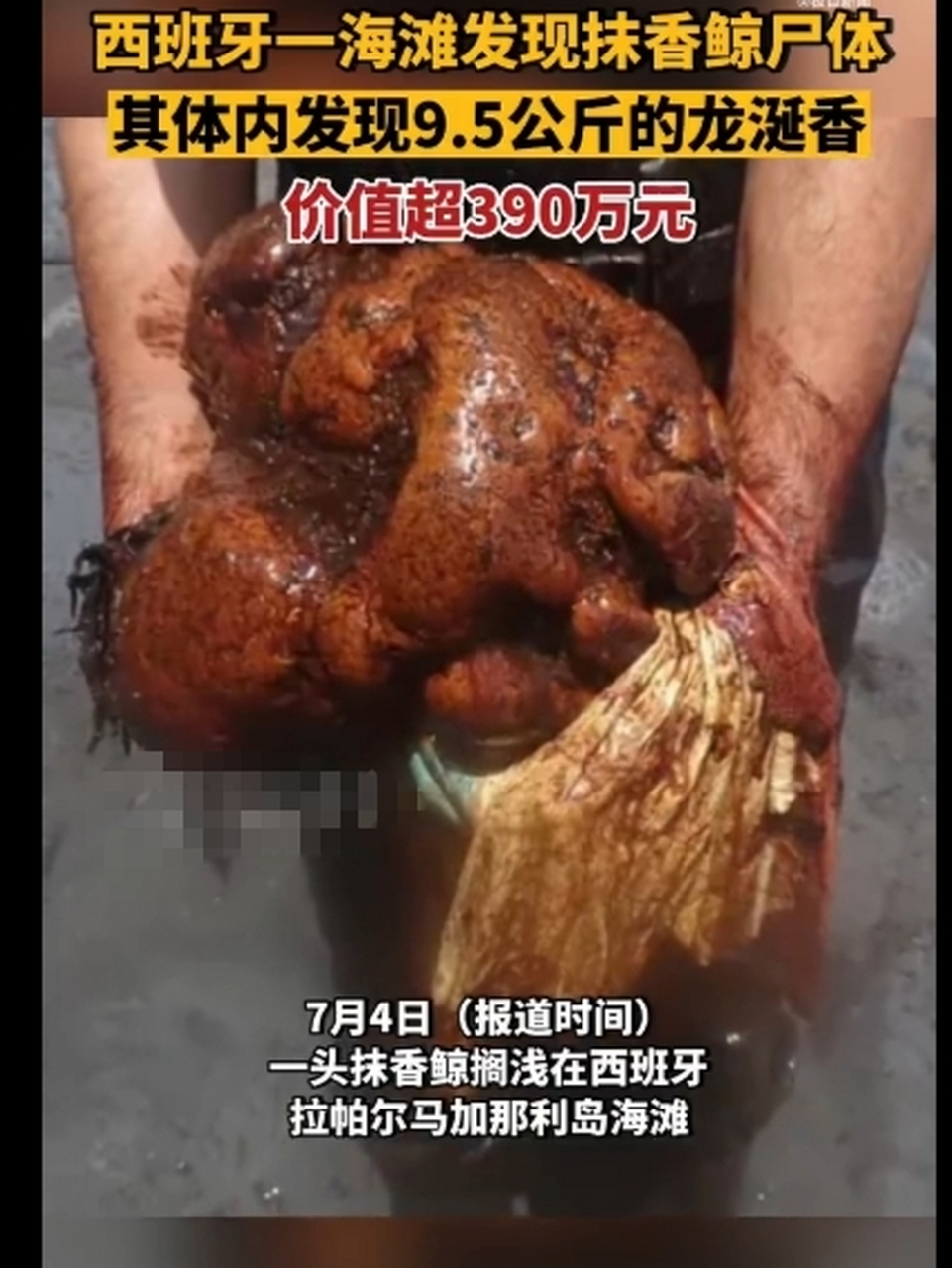 疑似龙涎香太大无法排出,导致肠道梗阻,最终死在了西班牙拉帕尔马岛的
