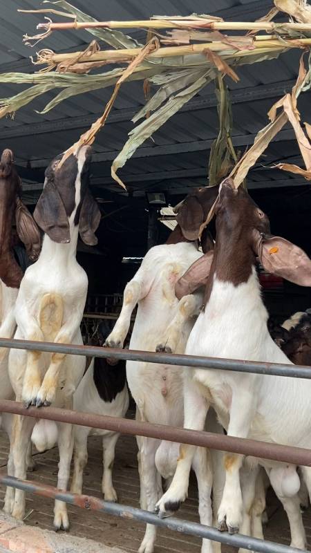 纯种波尔山羊种公羊怎么挑选-度小视