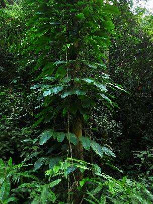 狮子尾是一种什么样的植物