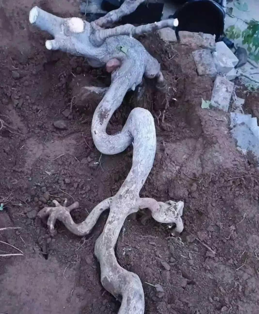 这棵树一定有些来历,树根看起来跟龙一样