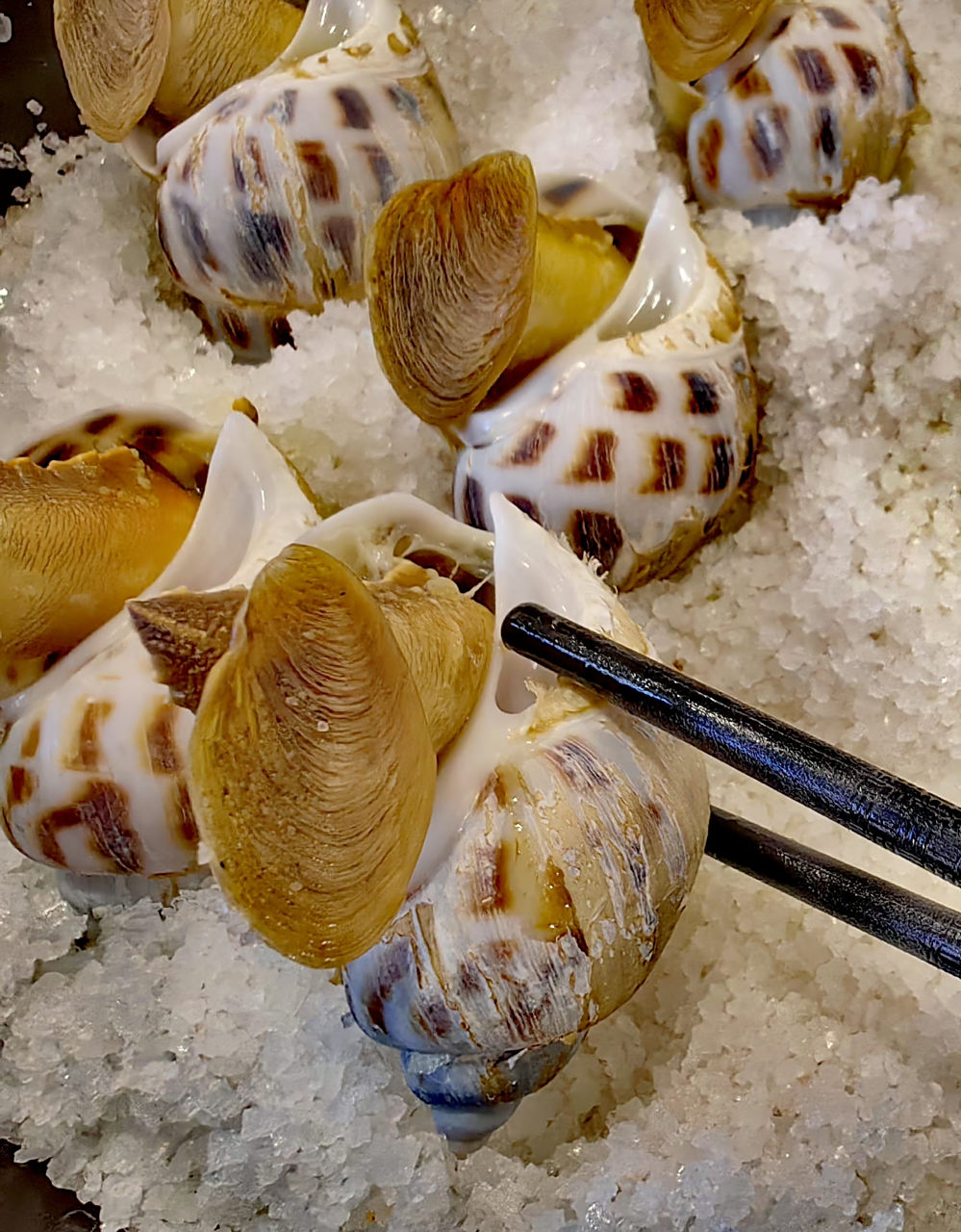 盐焗东风螺 超大号的东风螺(十头),盐焗最美味.