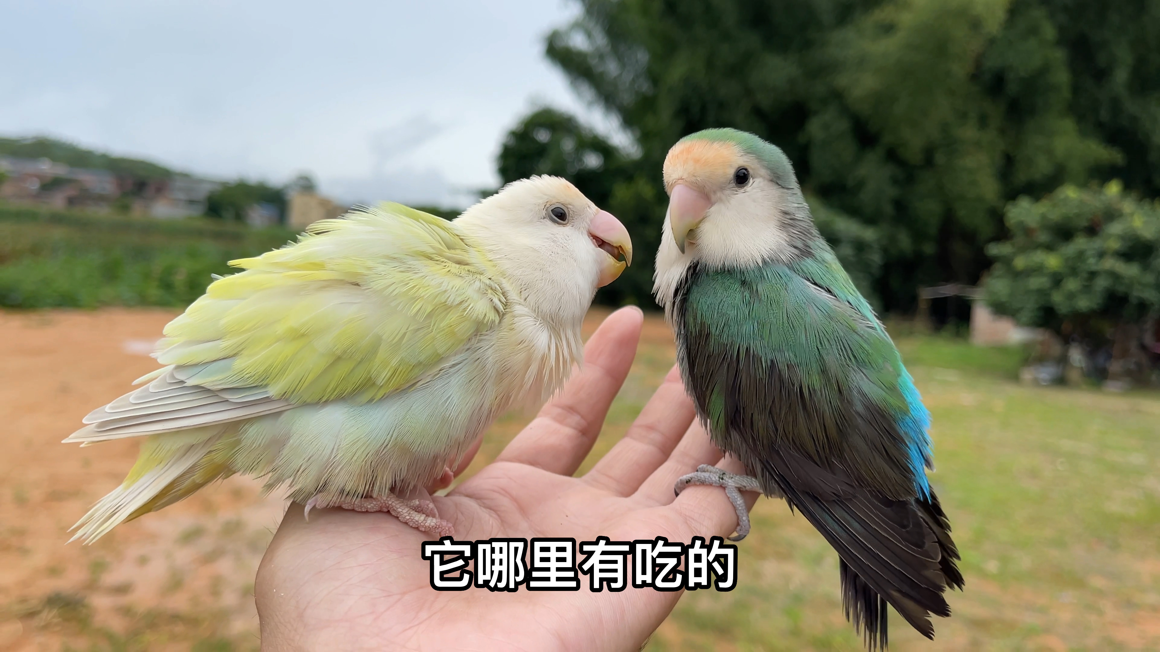 这只母鸟太会撒娇了