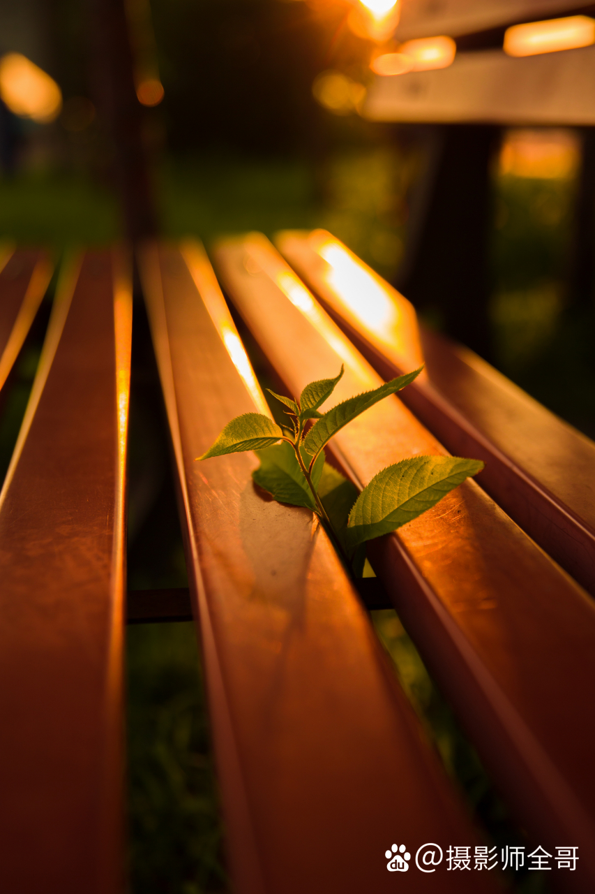 以长椅为背景逆光拍了三张树叶照片,你喜欢哪张?