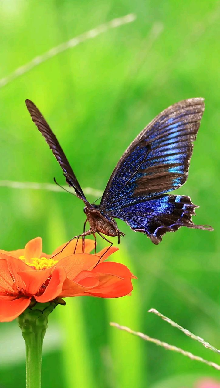 花若盛开,蝴蝶自来,美哉!