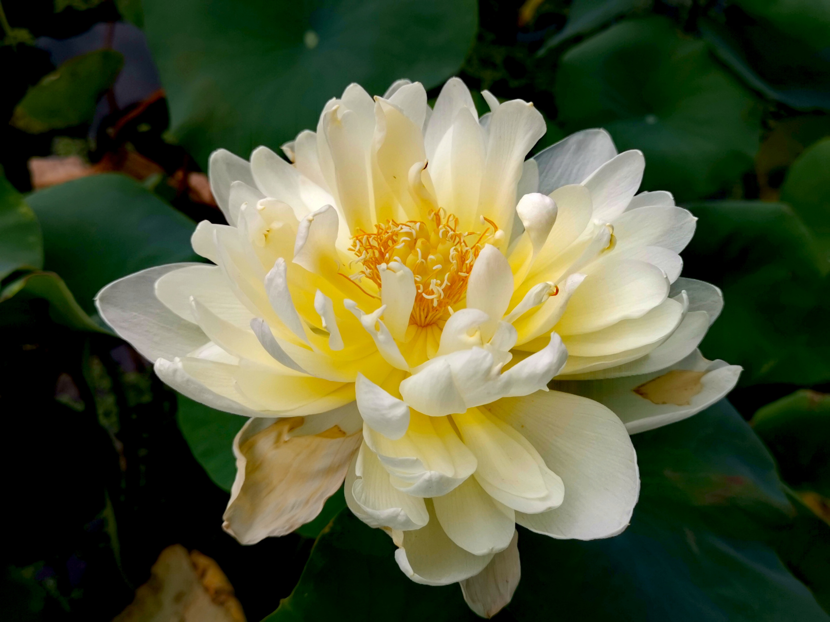 九月动态激励计划# 荷花——黄牡丹 大中花群,重瓣类,白碗莲组荷花.