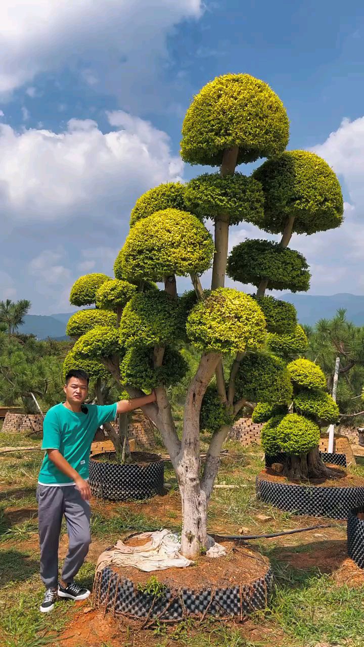 亮晶女贞造型树四季不落叶适合庭院别墅栽植-度小视
