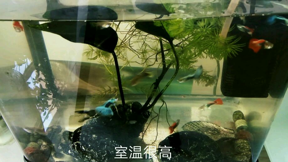 热带鱼缸需不需要加热棒,要根据室温决定,温度多少需要用加热棒