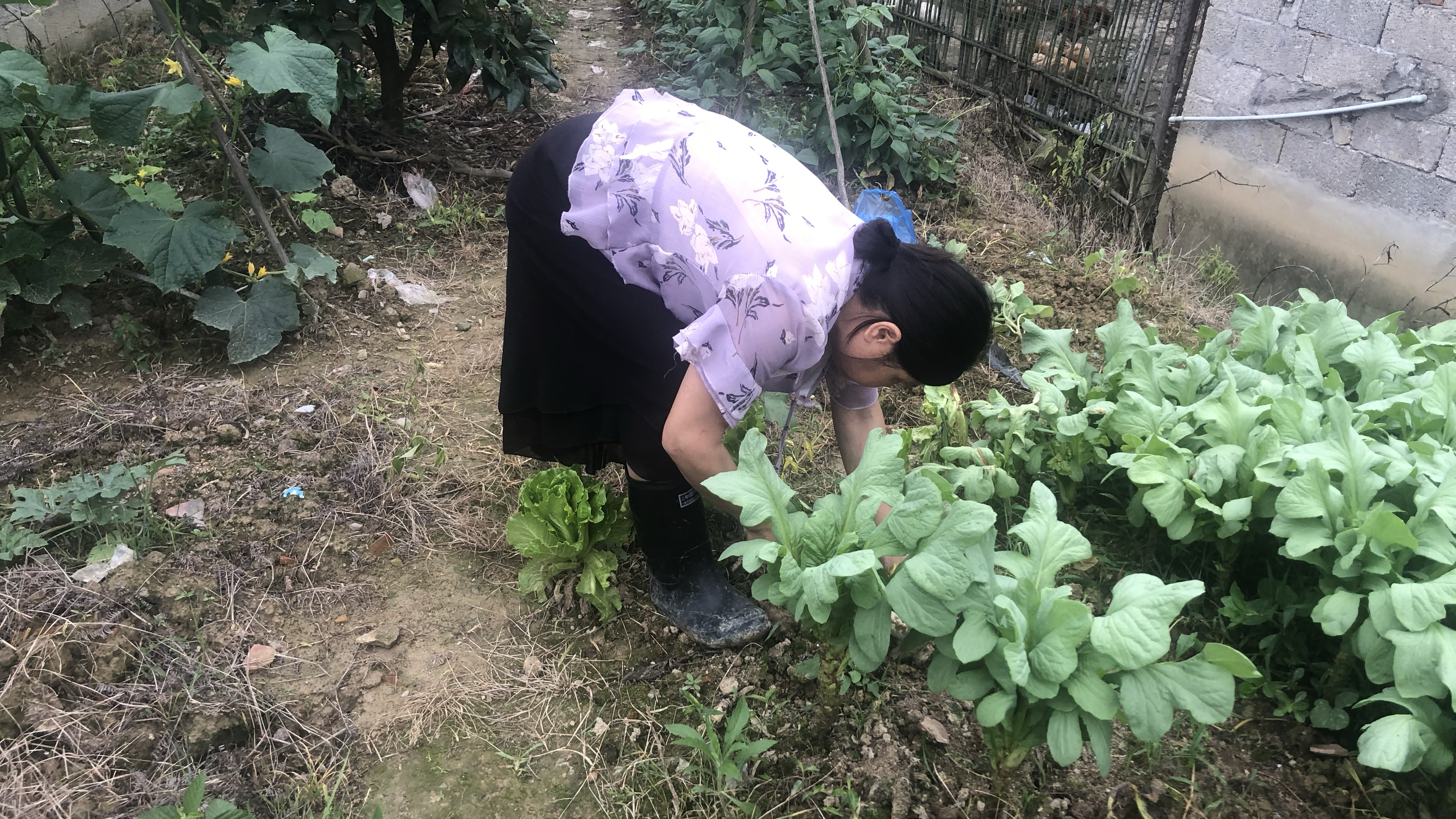 农村媳妇赶集买6种菜秧,求教婆婆,看婆婆怎么做