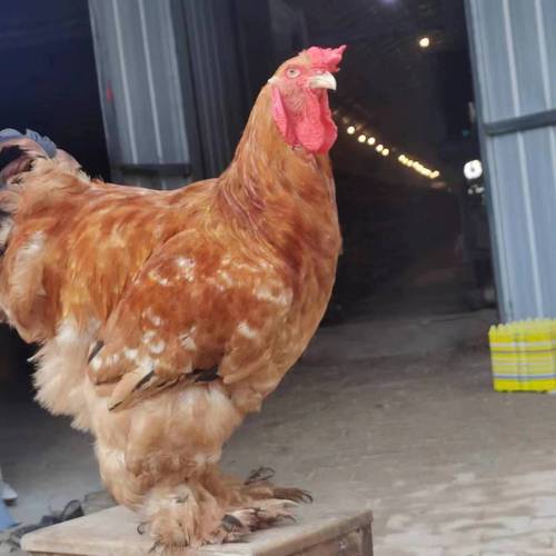 想要养好婆罗门鸡?这些养殖秘诀不能错过!