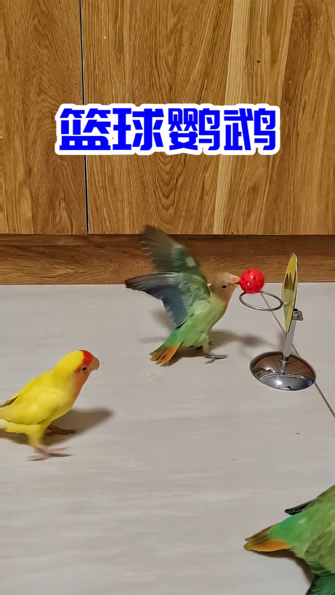 没想到鹦鹉也会打篮球,而且都是高手