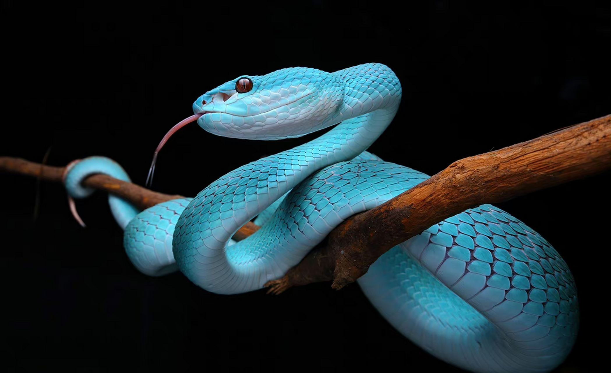 蛇,海岛竹叶青,惊艳的蓝色 .