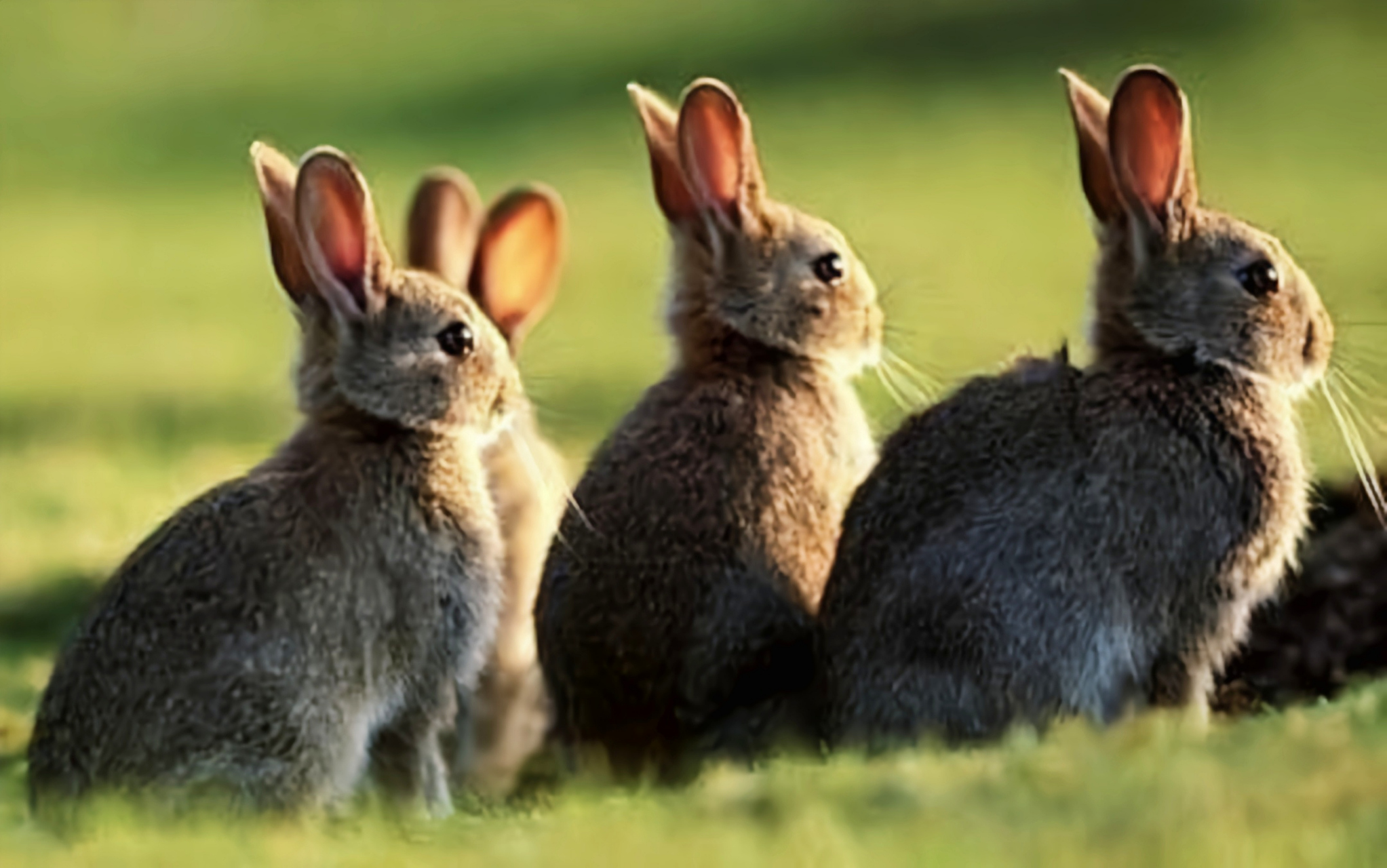 每天认识一种动物——海南兔 海南兔别名单兔,我国海南省特有物种,国