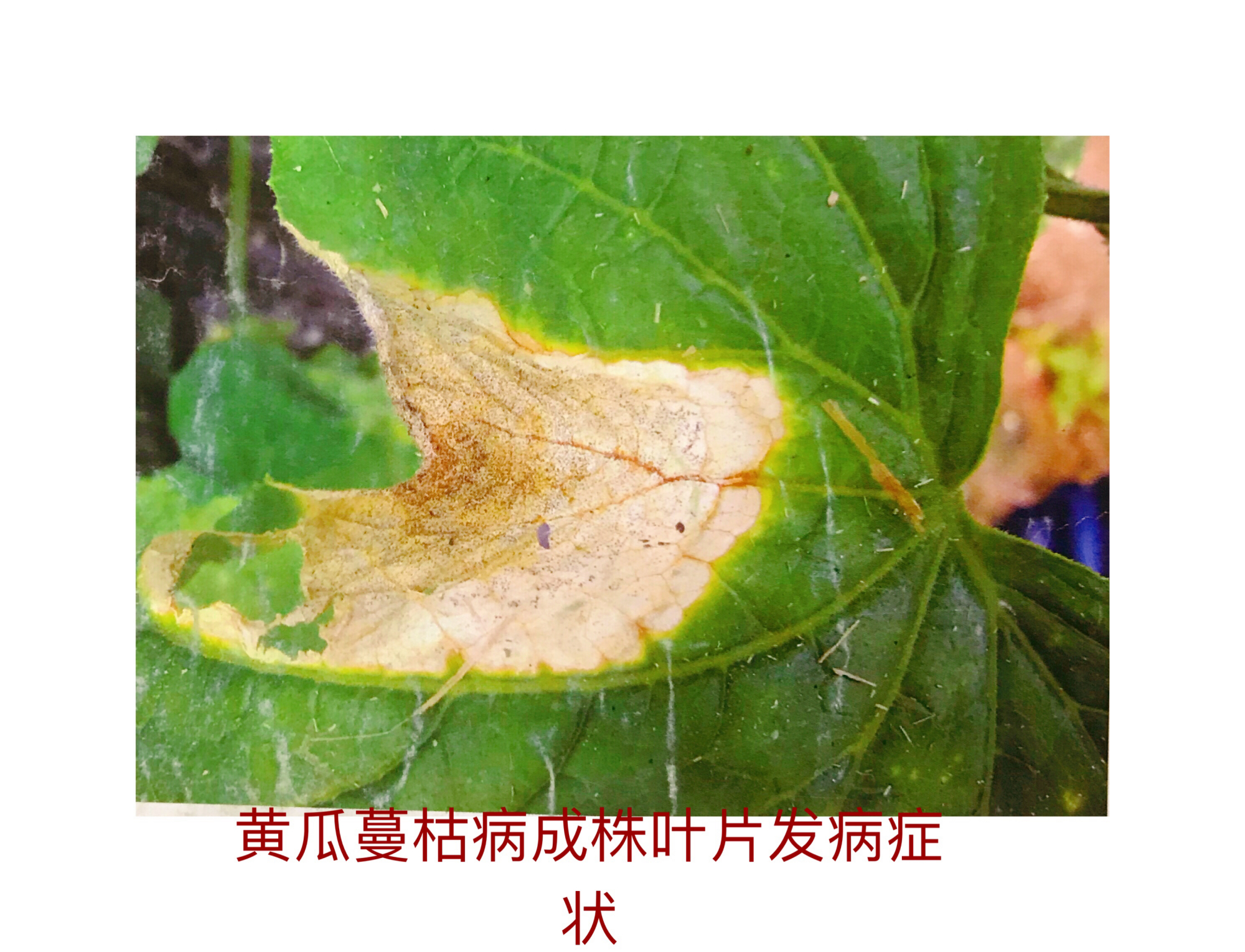黄瓜蔓枯病的症状与防治方法