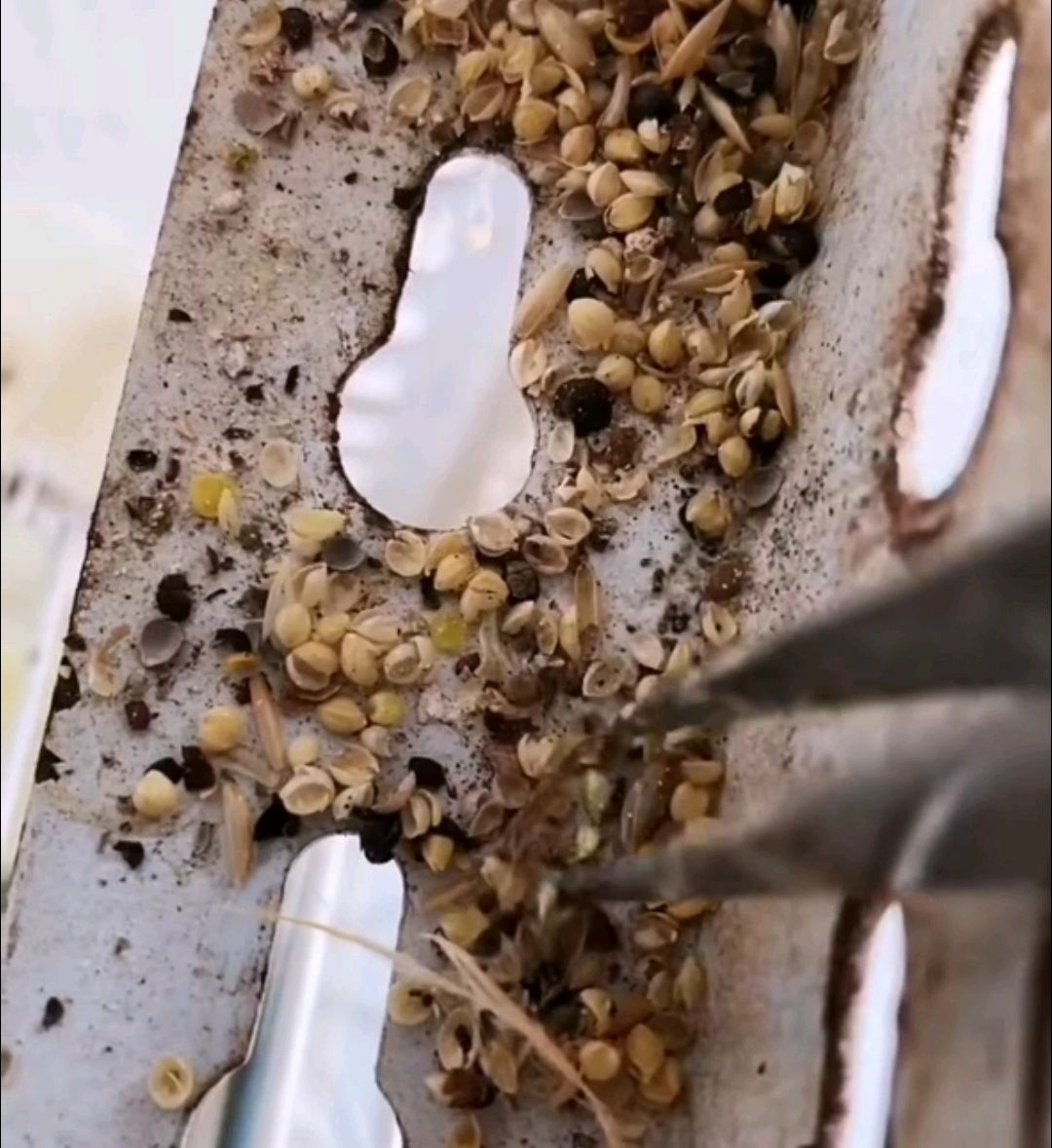 鸟类的螨虫如何驱除