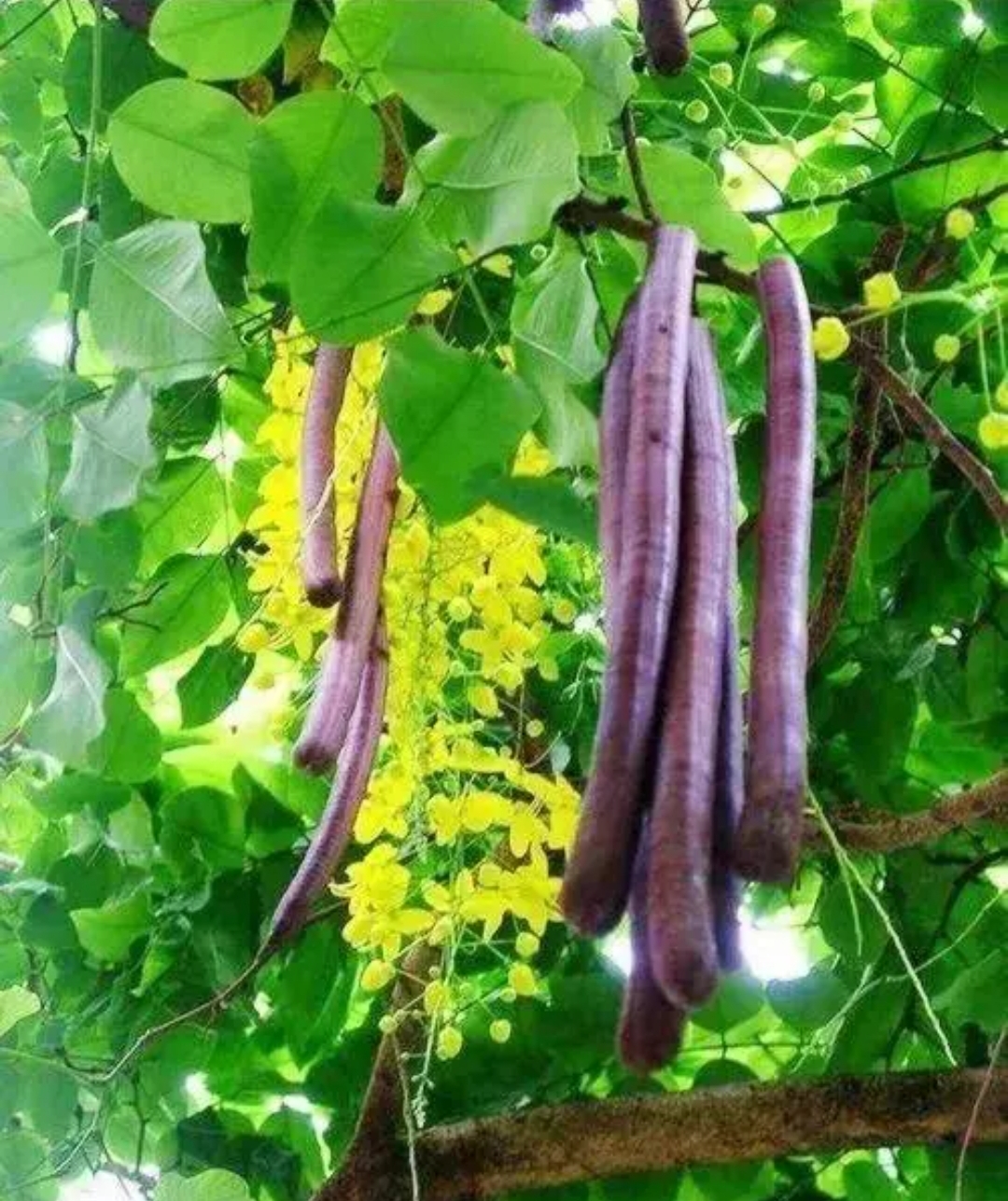 便秘降火的天然食物之大解果