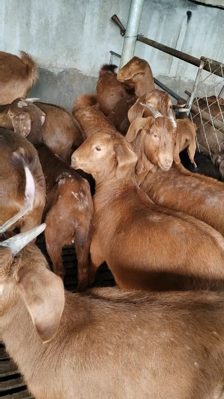 亚洲黄羊,黄金山羊