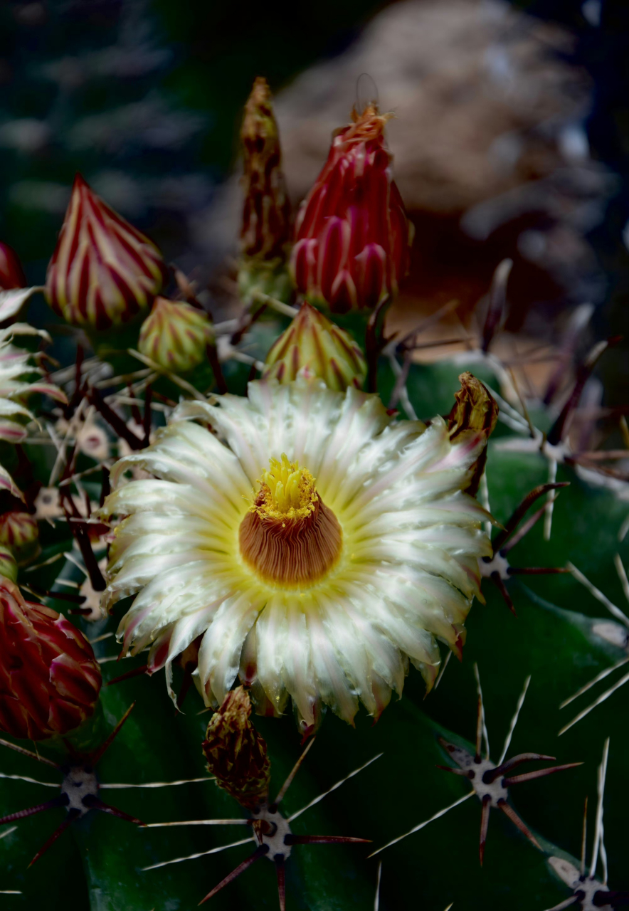 166152661536615巨花犀角:别称大豹皮花,夹竹桃科犀角属