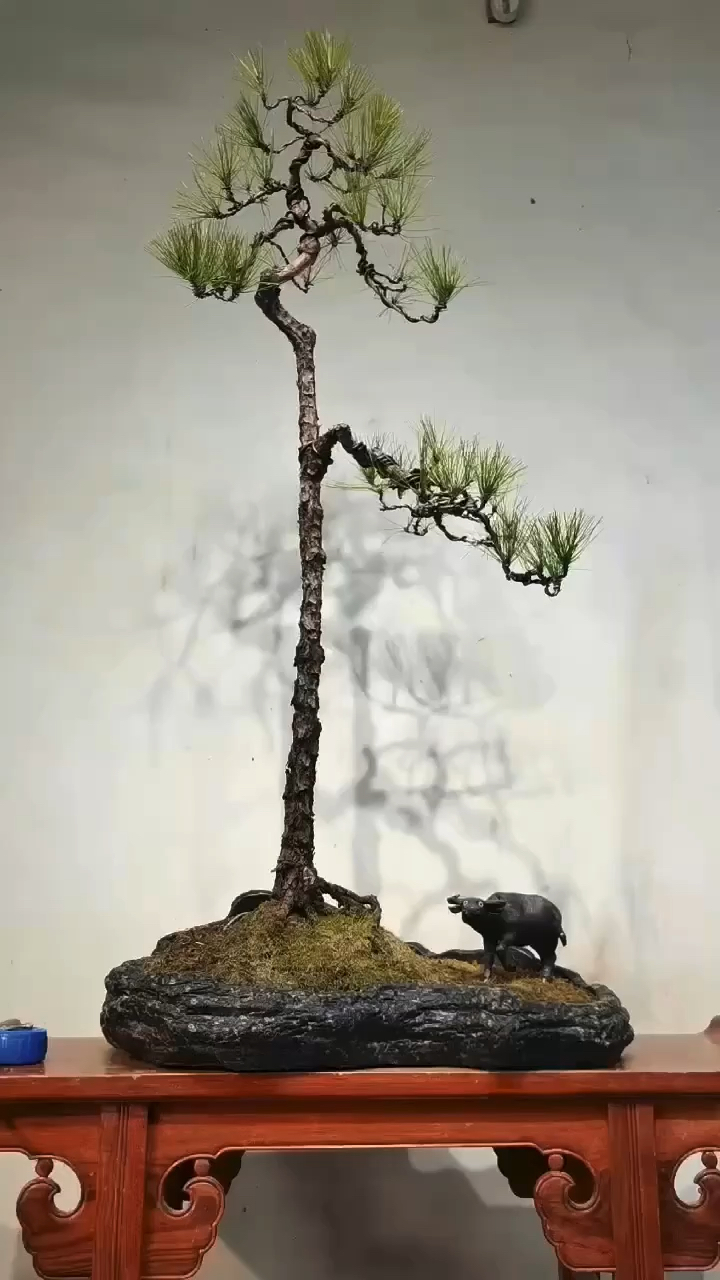 山松,文人空间,装饰清赏盆景-度小视