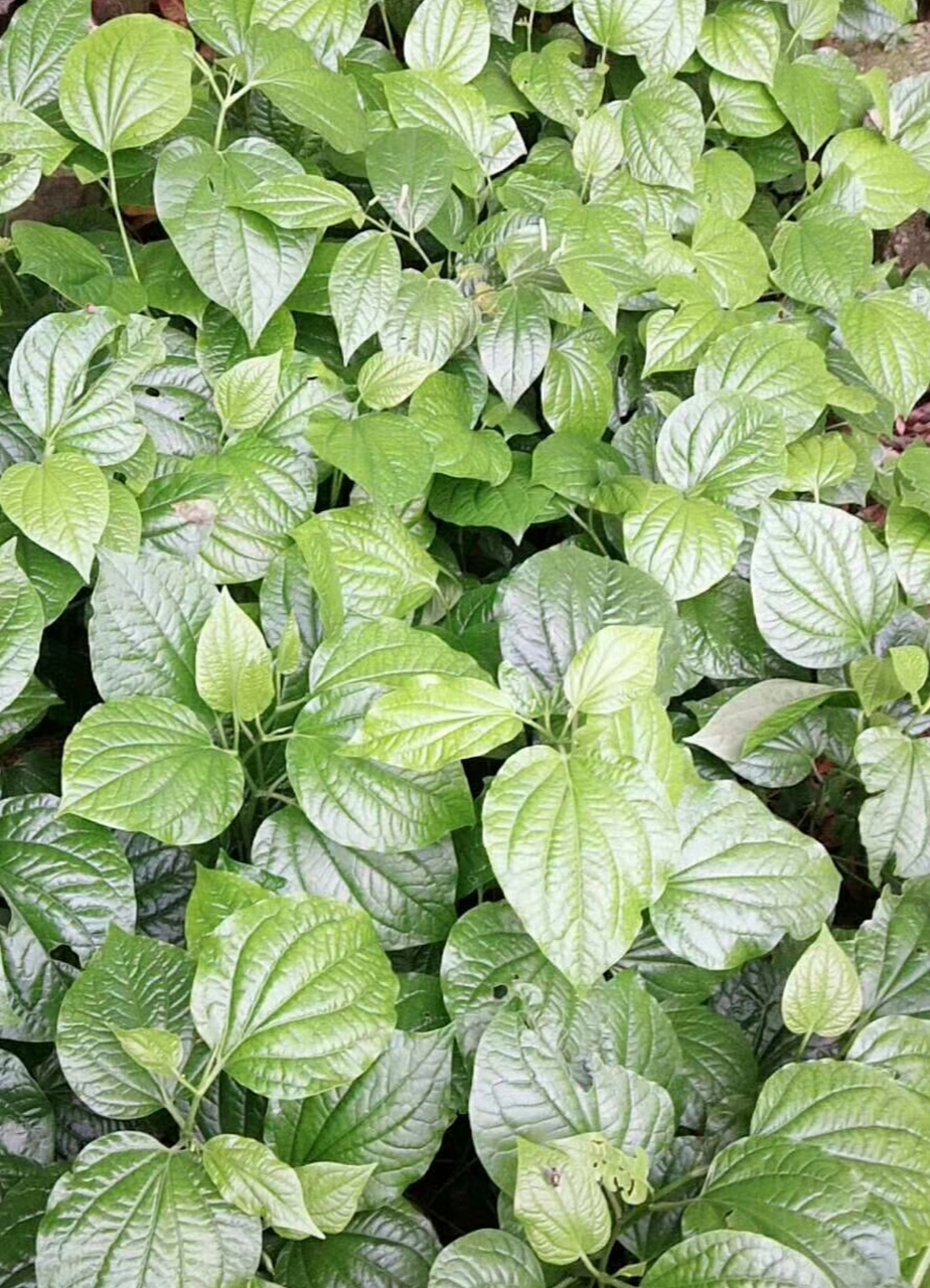 农村常见的野生植物假蒌,中文学名假蒟,别名蛤蒌.