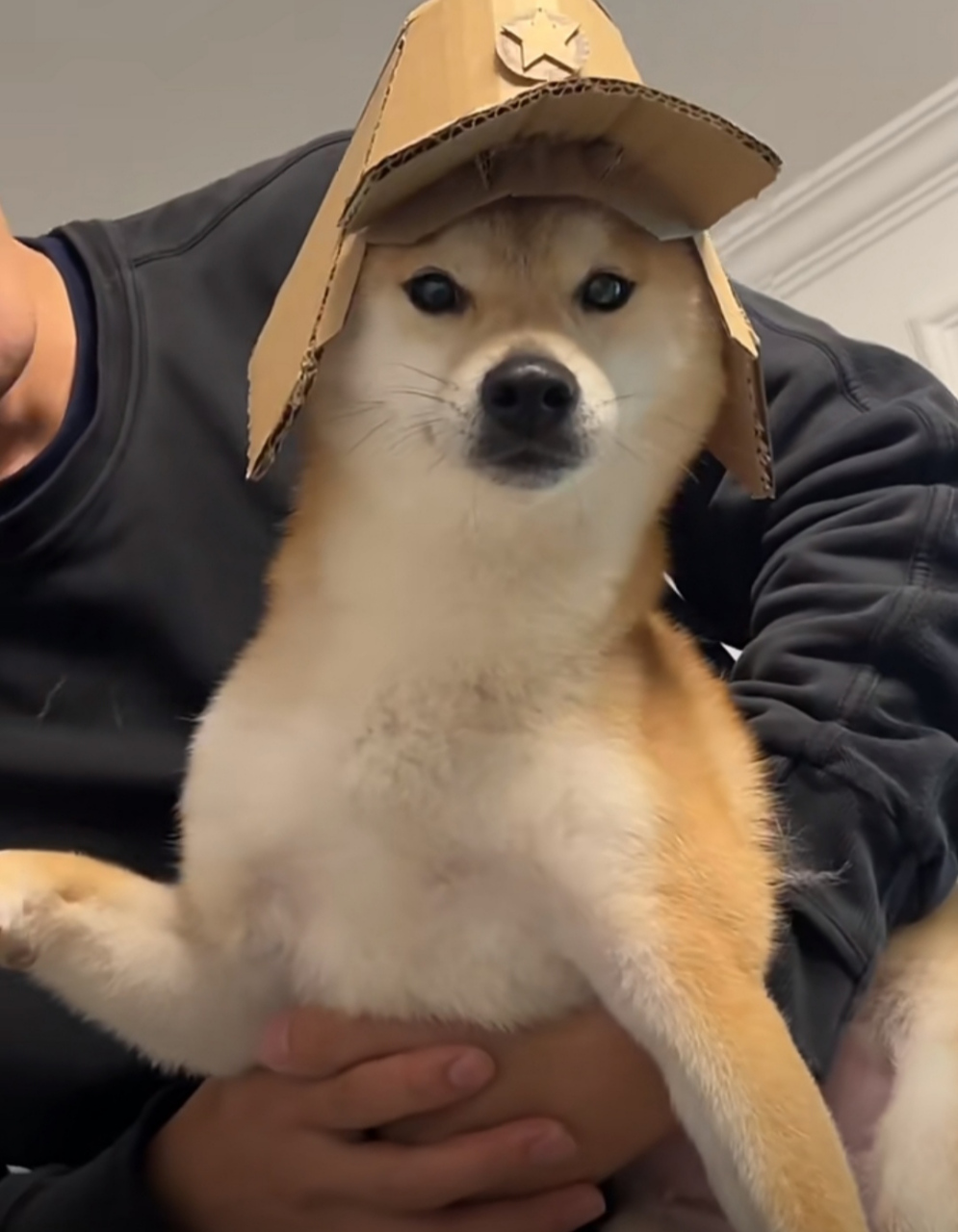 这二狗子咋看上去这么像日本狗呢