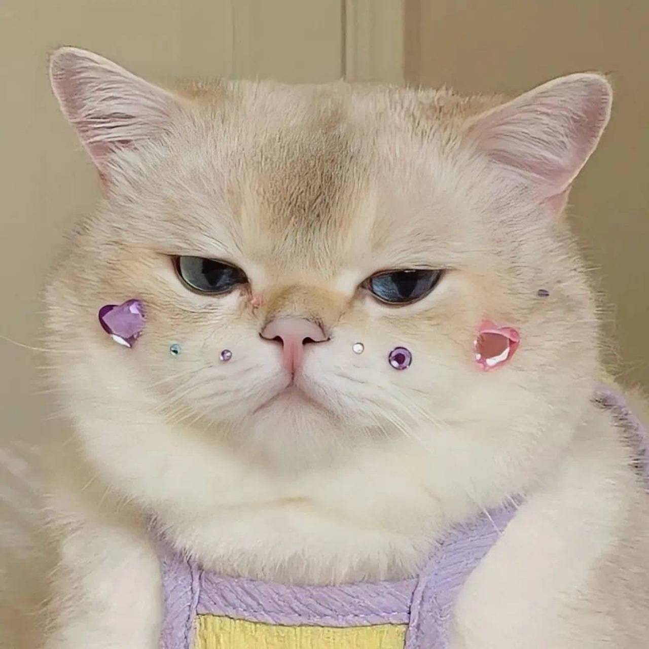 请查收今日份的可爱猫咪头像