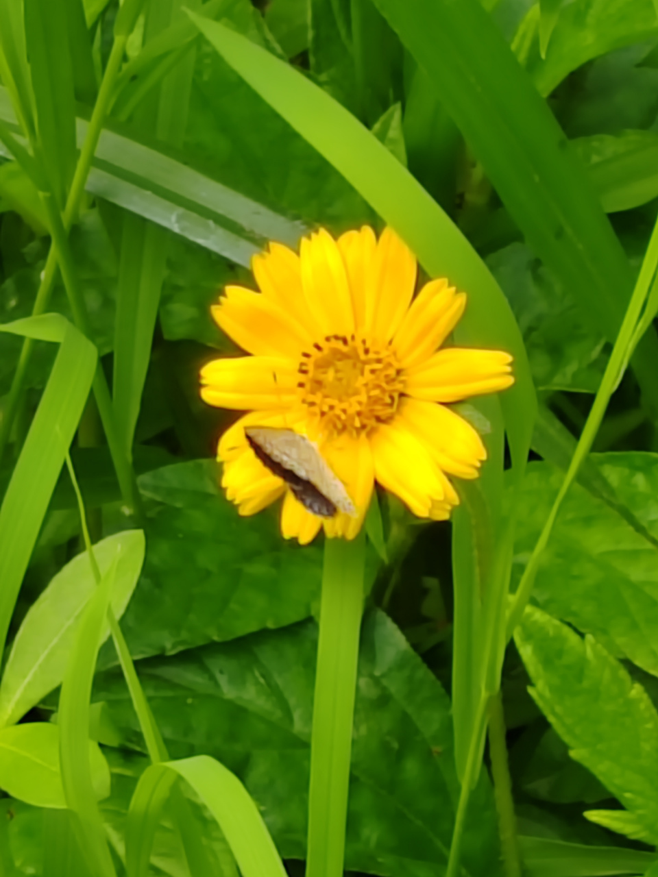 野芹菜花图片