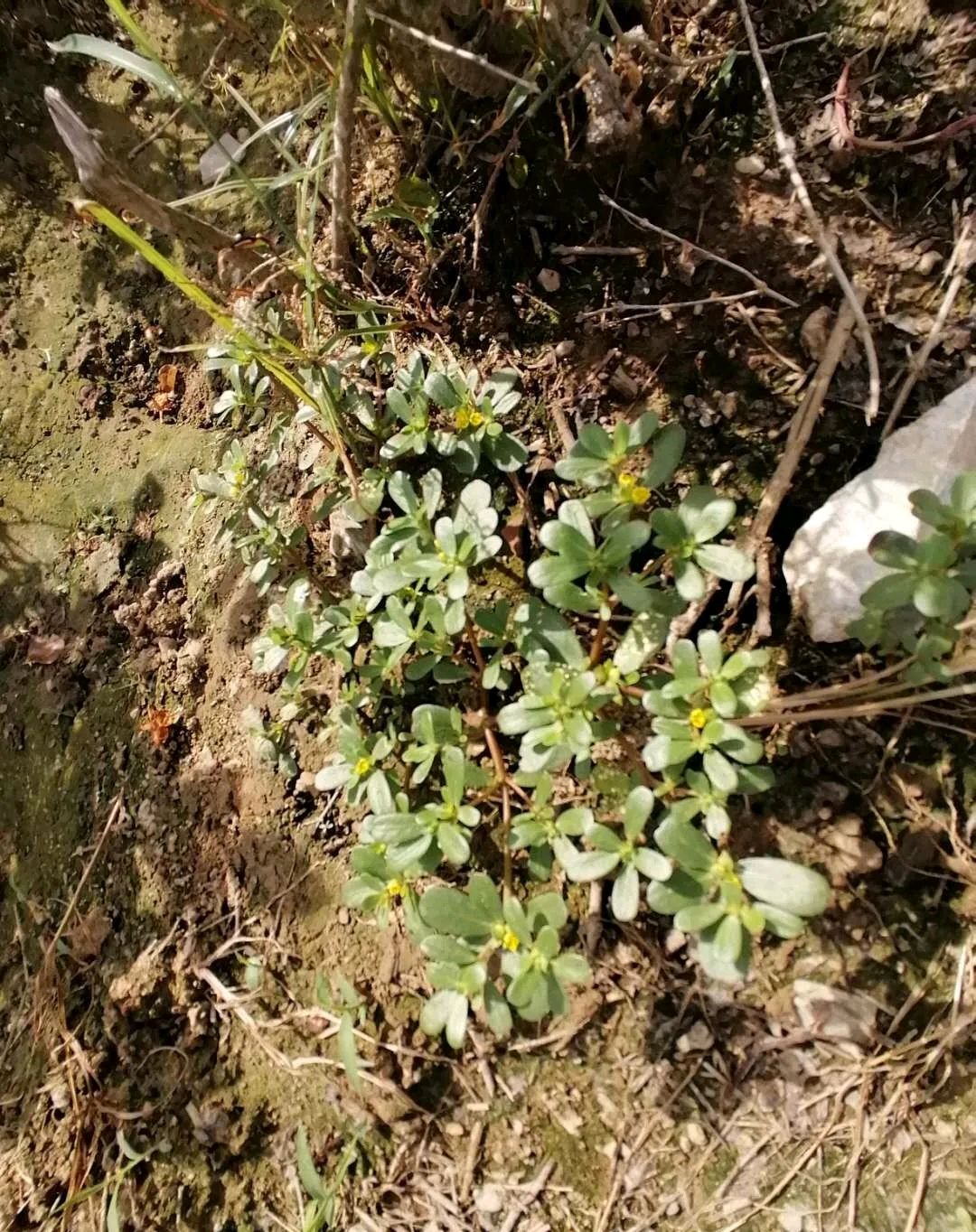 茉莉花田间的老鼠耳,靓碌靓!