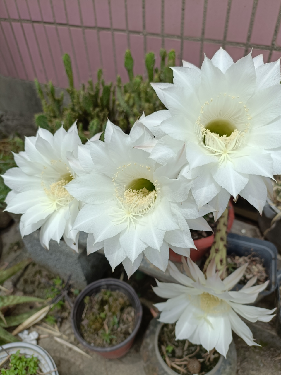 家里养了十几年的草球最近又开花了,现在已经长得比我手掌都大了