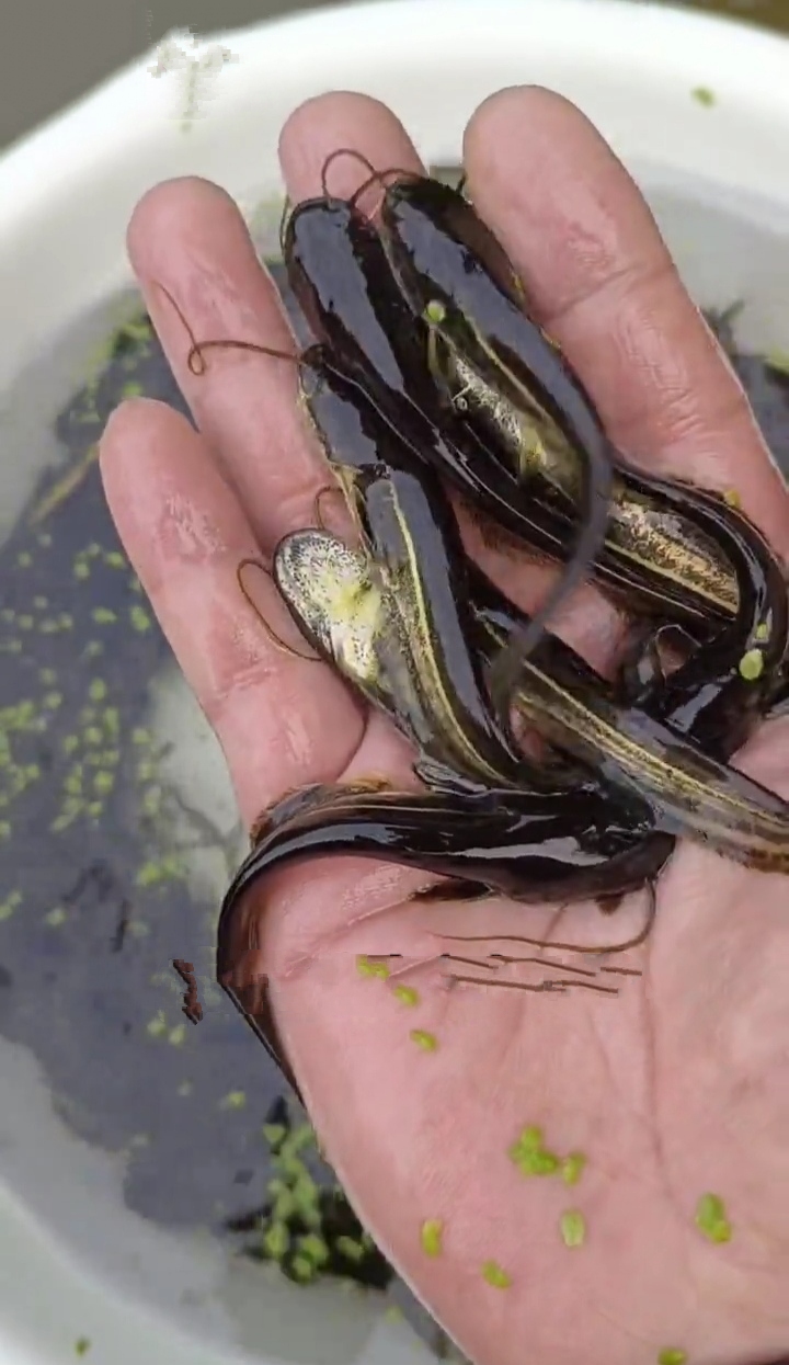 网箱养殖南方大口鲶的方法