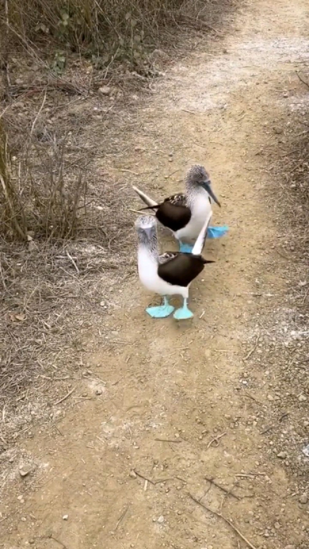 公园里看到两只没见过的动物,但这两只动物的脚是蓝色的-度小视