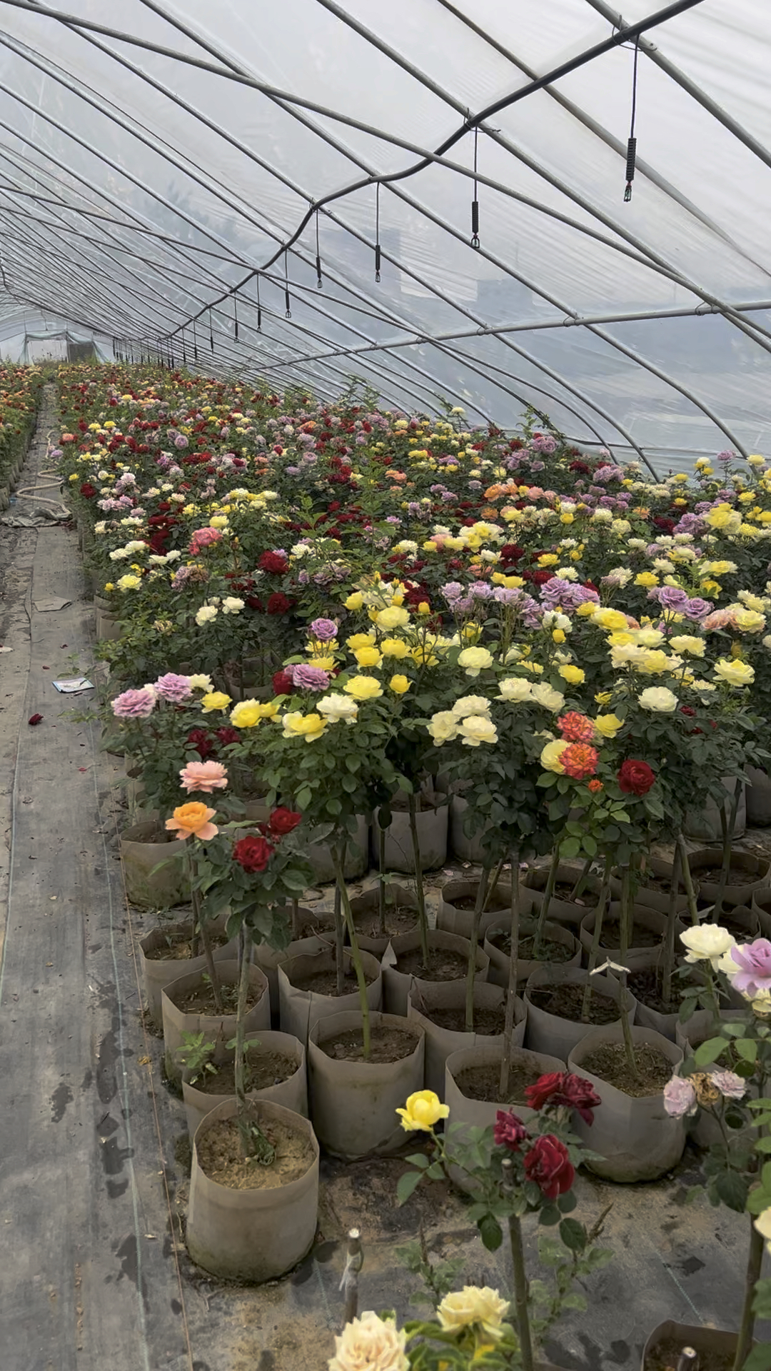 棒棒糖月季花色多,高度60公分左右,有双色和三色的.