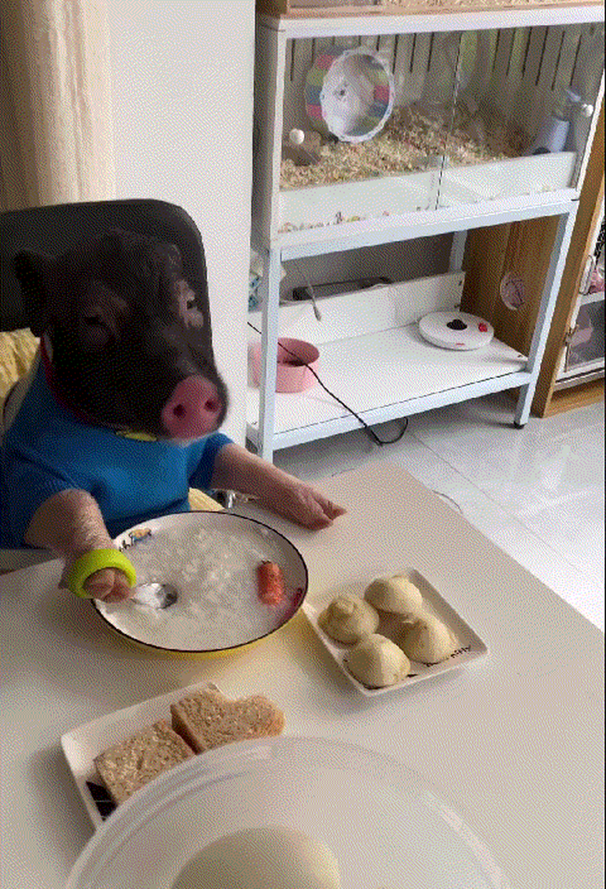 拿勺子喝粥的猪,像不像你认真干饭的样子#萌宠# #搞笑# #搞笑萌宠