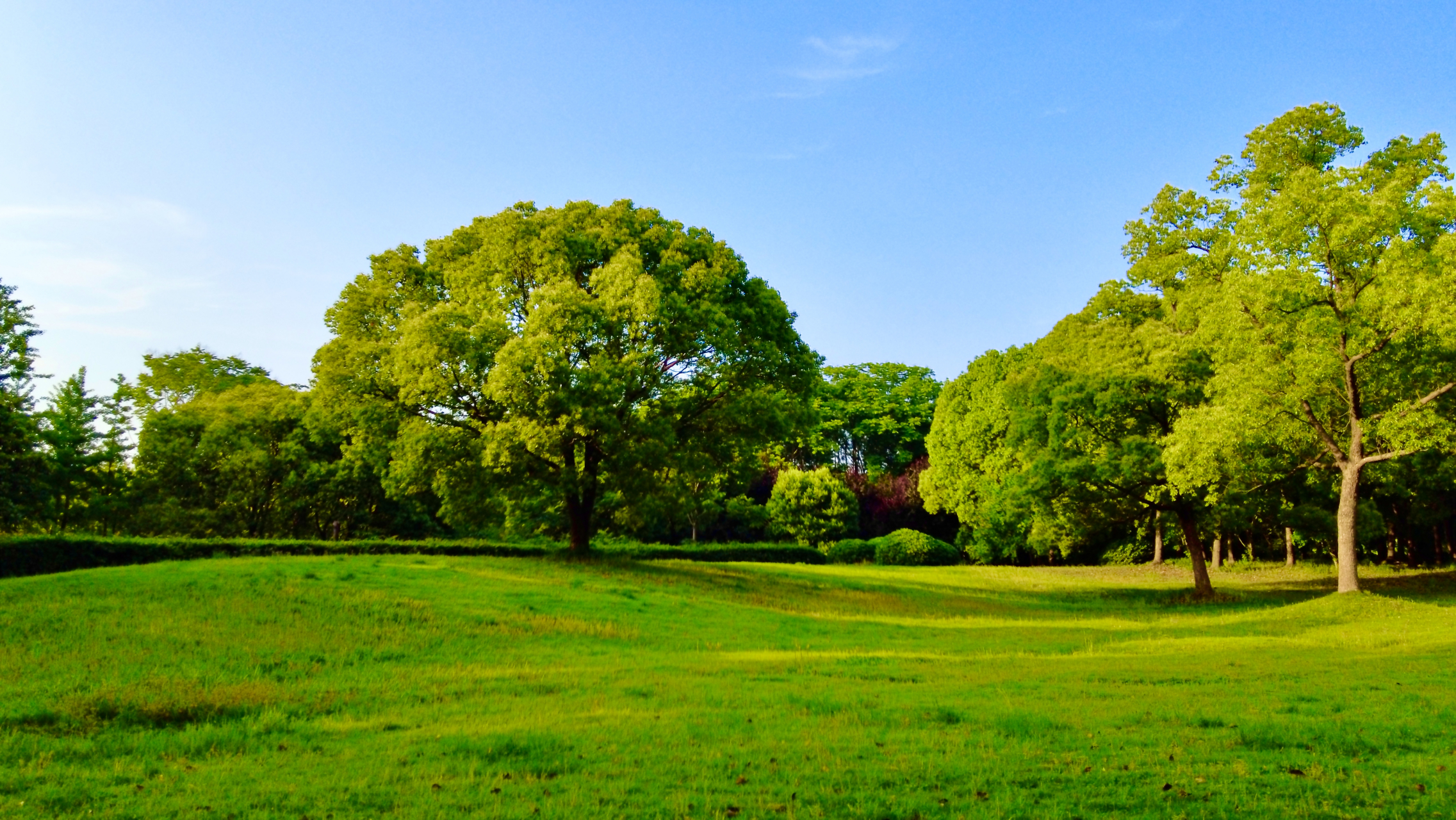 无锡十八湾湿地公园是什么样子呢:蓝天白云下,有宽旷的草坪,踩在草地