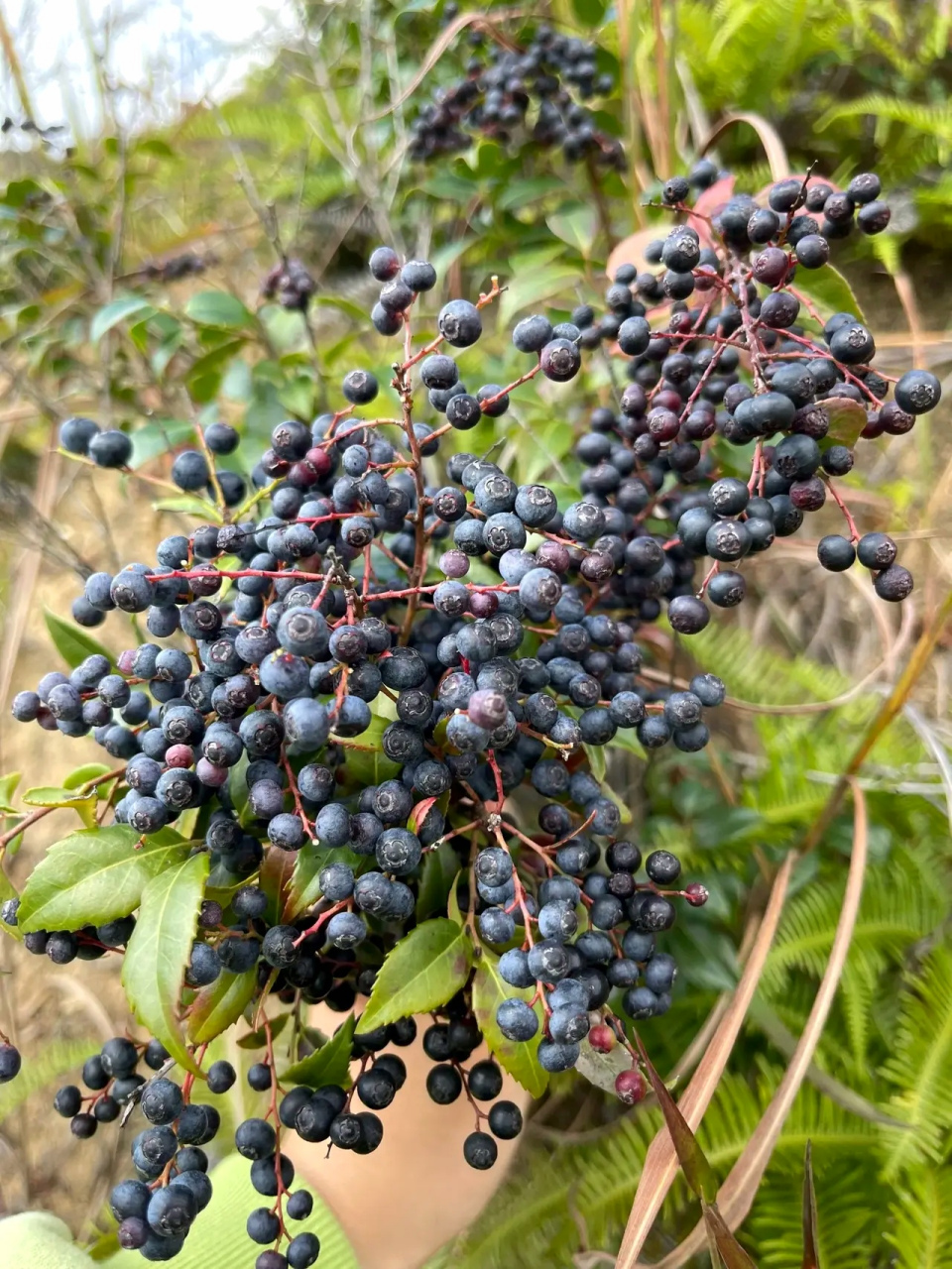 我这里叫乌珠,小时侯有一整遍一山都是乌珠树,到乌珠成熟时星期六星期