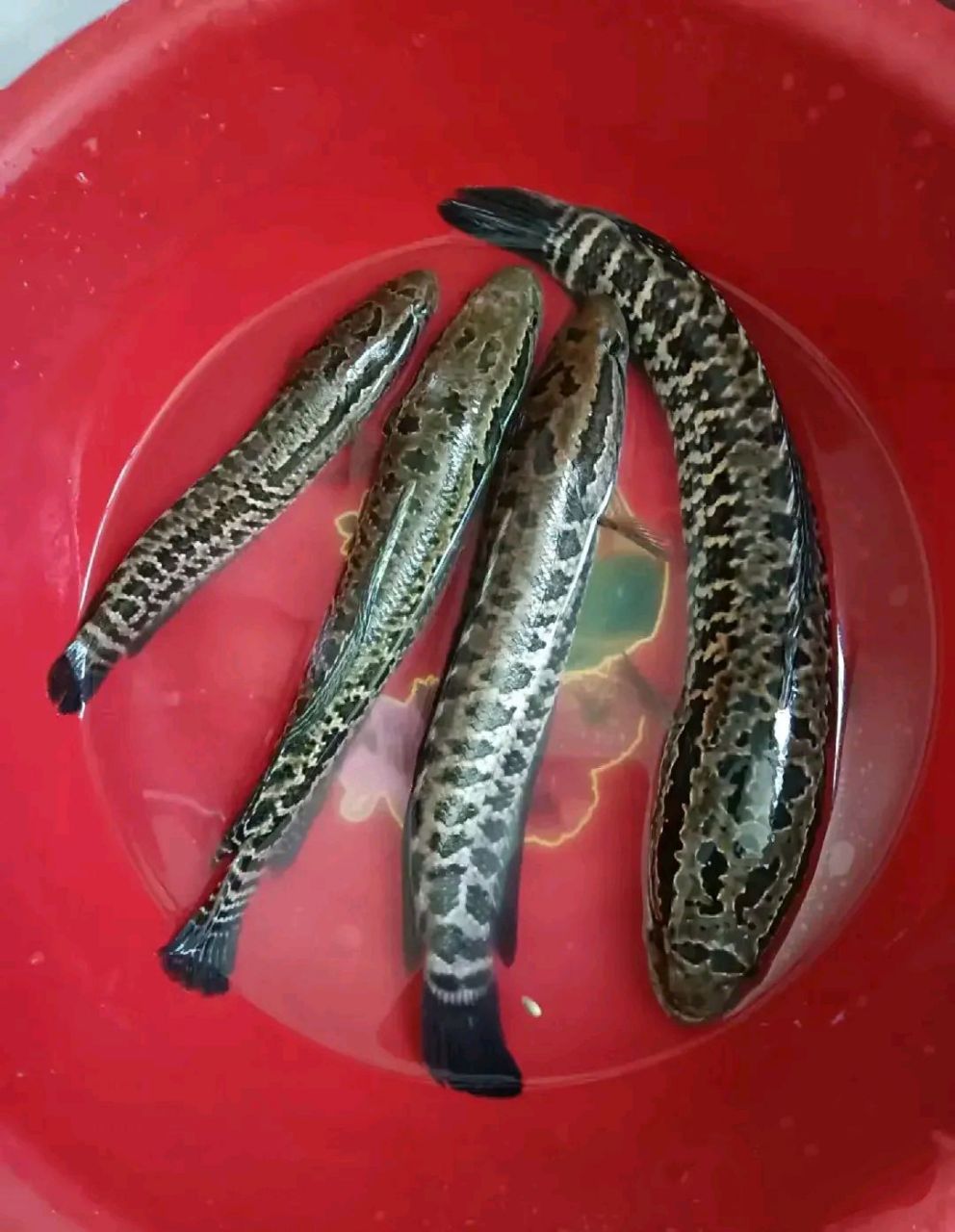 朋友送的野生鱼个头不大说是在河里钓到的野生鱼.