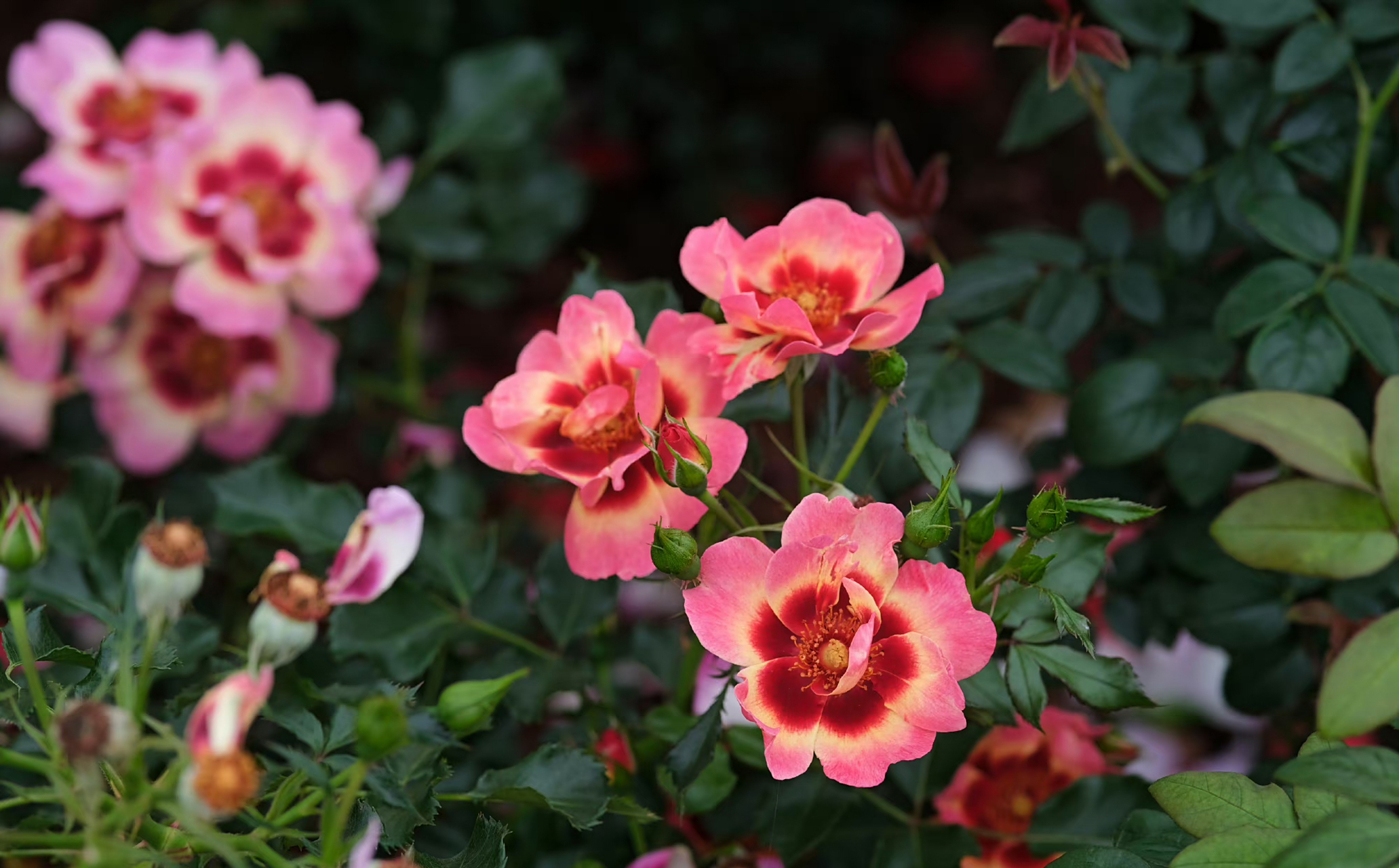 rosa babylon eyes  系列-巴比伦眼睛月季.